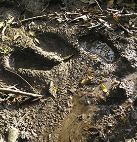 photo of muddy footprints 
