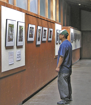  photo of man looking at Live Oak Recreation Center exhibit 