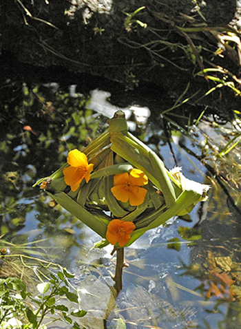  photo of mandala sculpture in water